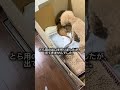 とらは一歳になりました☺️今までの成長記録です。#保護猫 #犬と猫 #トイプードル 