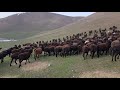 Гиссарские овцы Узбекистана. Анвар Рустемов +77017224679(ватцап)