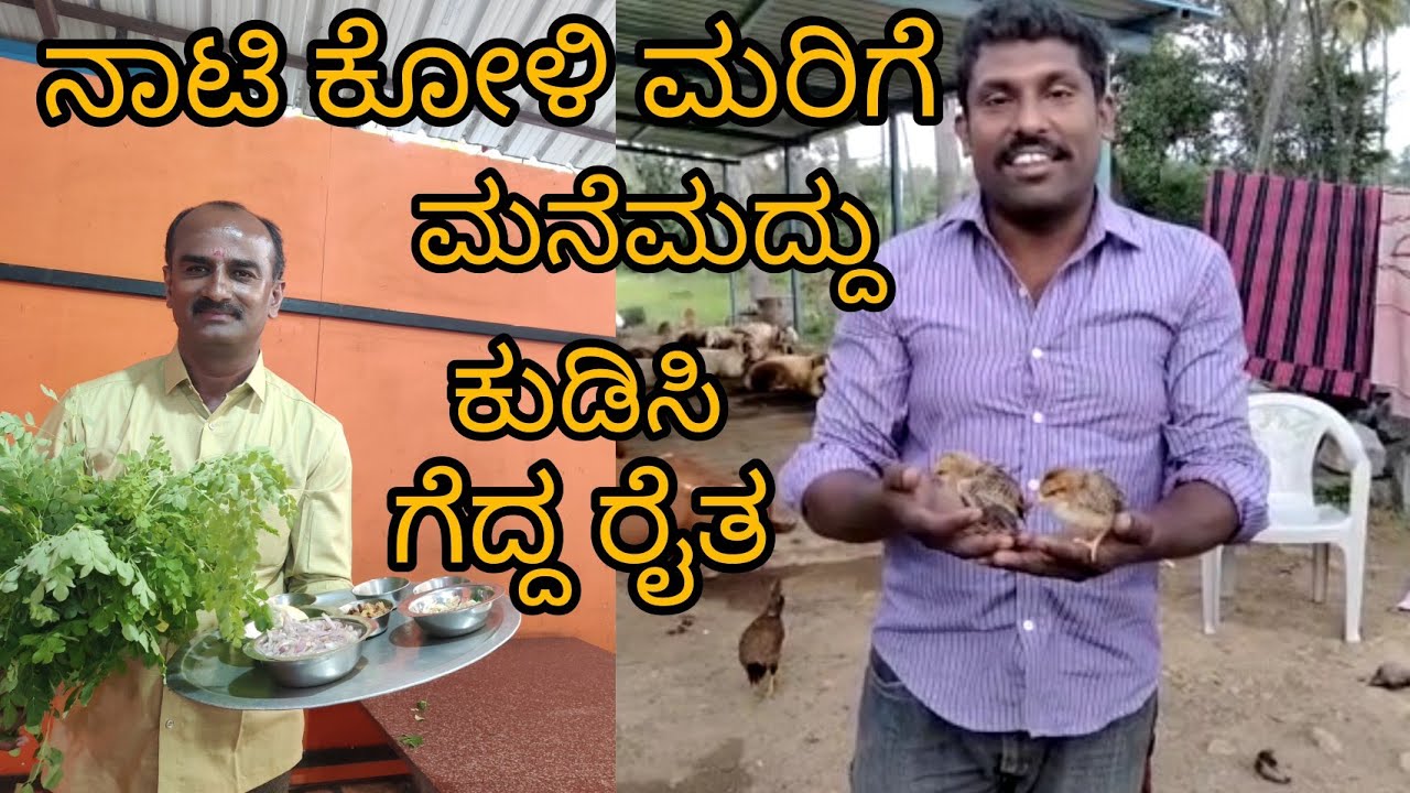 ನಾಟಿ ಕೋಳಿ ಮರಿಗೆ ಮನೆ ಮದ್ದು ಕುಡಿಸಿ ಗೆದ್ದ ರೈತ   drink a home remedy for a nati chick winner farmer