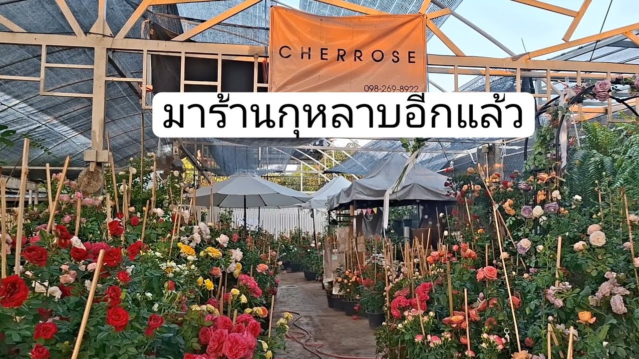 ร้านกุหลาบที่ทำดี ทำถึง ตลาดขายส่งต้นไม้ซอยวัดพระเงิน