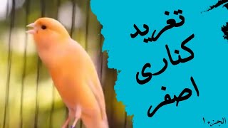 تغريد كناري اصفر-ما شاء الله