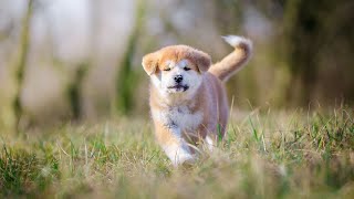 Socializing Your Akita: How to Build Confidence and Good Behavior