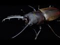ドエスブルグノコギリクワガタの成虫掘り出し結果【クワガタ飼育】