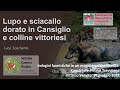 Lupo e Sciacallo dorato in Cansiglio e colline vittoriesi - Luca Zanchettin