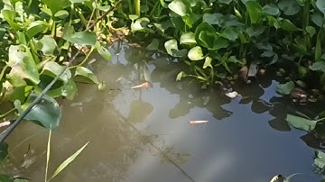 Câu cá rô đồng cá chốt đường kênh lục bình / T178