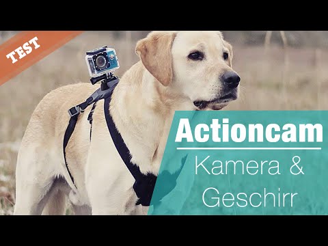 Video: Hund Tar Bilder Med Kamera Utløst Av Hjertefrekvens