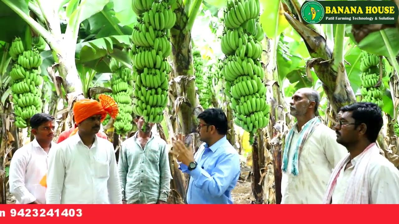 आटपाडी सांगली: खोडवा बेरगळ बंधु बनाना हाऊस टीश्यू कल्चर केळी रोप यशोगाथा Banana House Banana Farming