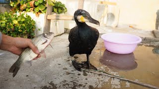 Cormorant Eats Two Fish Bigger Than Its Own Head