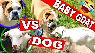 Baby Goat vs. Dog. Who Will Win?
