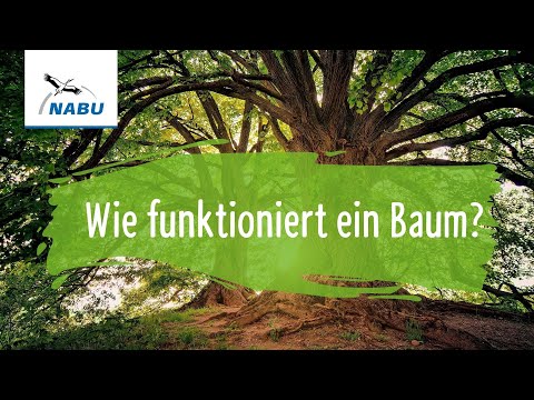 Video: Fehlerbehebung bei chinesischen Pistacheproblemen – Was stimmt nicht mit meinem chinesischen Pistachebaum?