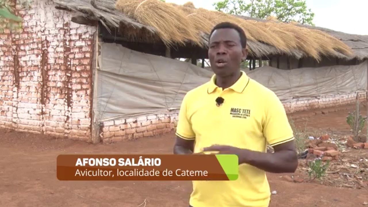 Desafio dos avicultores na província de Tete