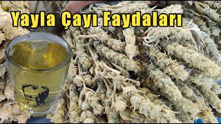 Yayla Çayı Faydaları Nelerdir, Yayla Çayı Nasıl Hazırlanır