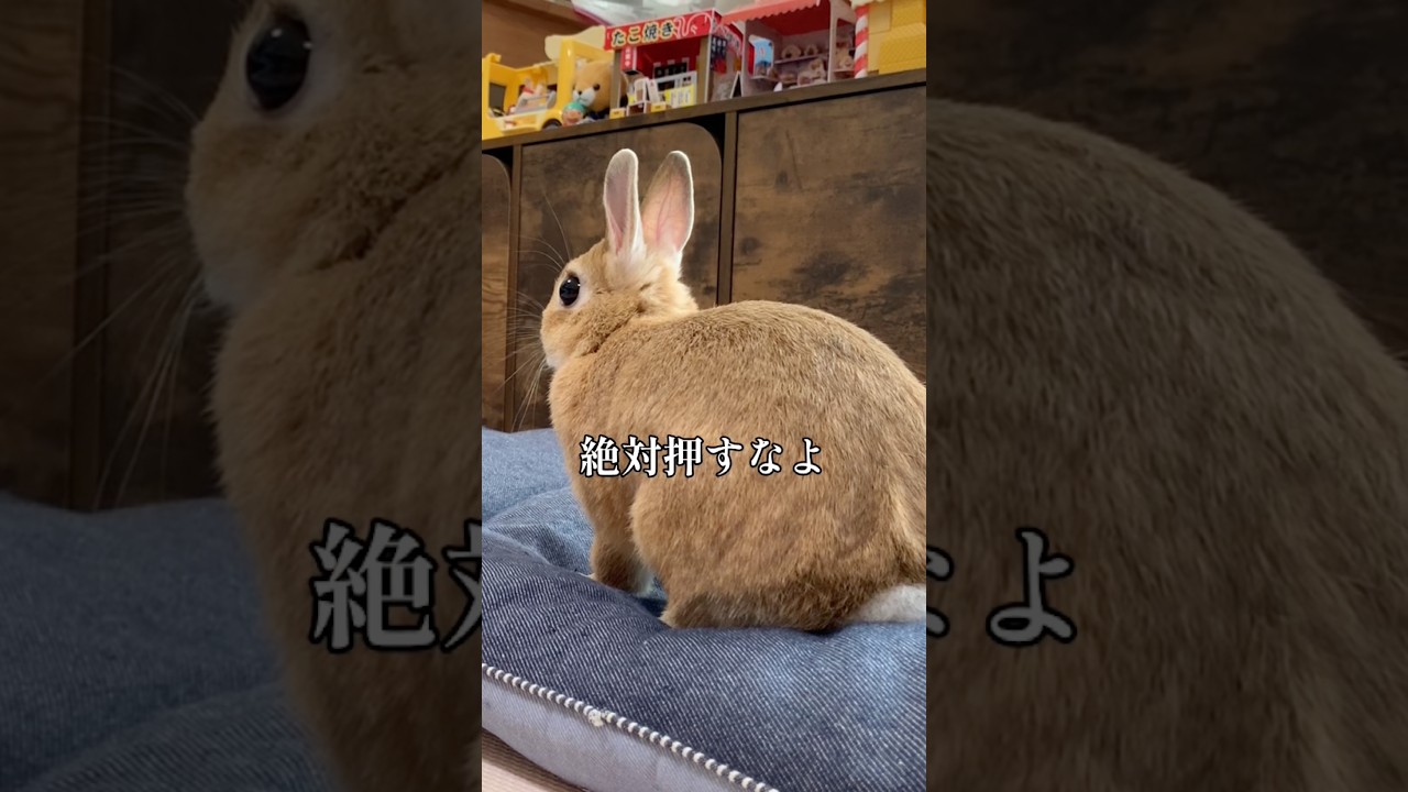 押すなよ!ぜったい押すなよ
