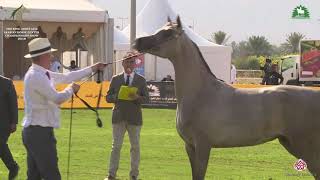 Download lagu N 63 SOFIYA AL WAWAN KAAHC 2019 Yearling Fillies Class 1E