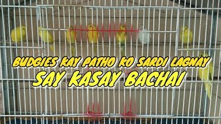 How To Protect Budgies Babies From Winter Season (Budgies Kay patho ko sardi lagna say kasay bachai) screenshot 1
