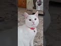 اینم یک گربه خانگی هست بسیار ناز 