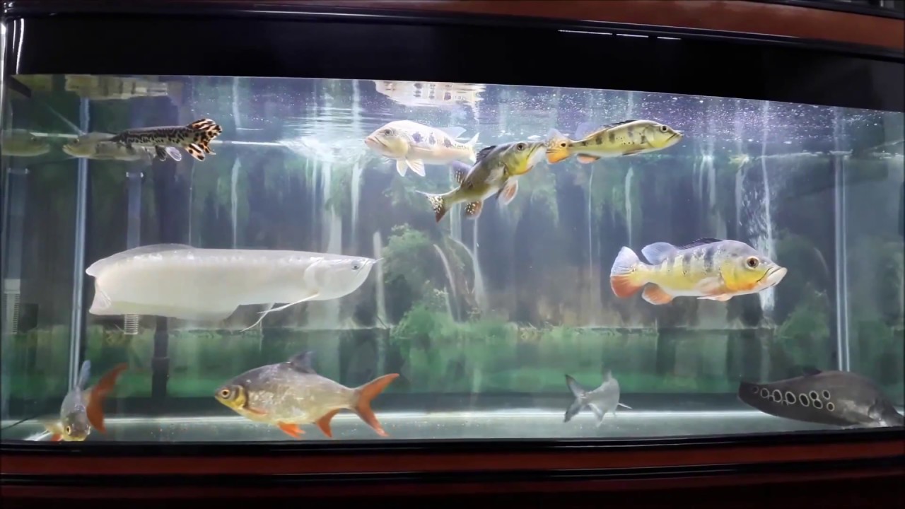 Arowana Peacock Bass Community Tank YouTube