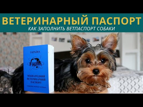 Ветеринарный паспорт для собак Украина: как заполнять ветеринарный документ щенка (все развороты)