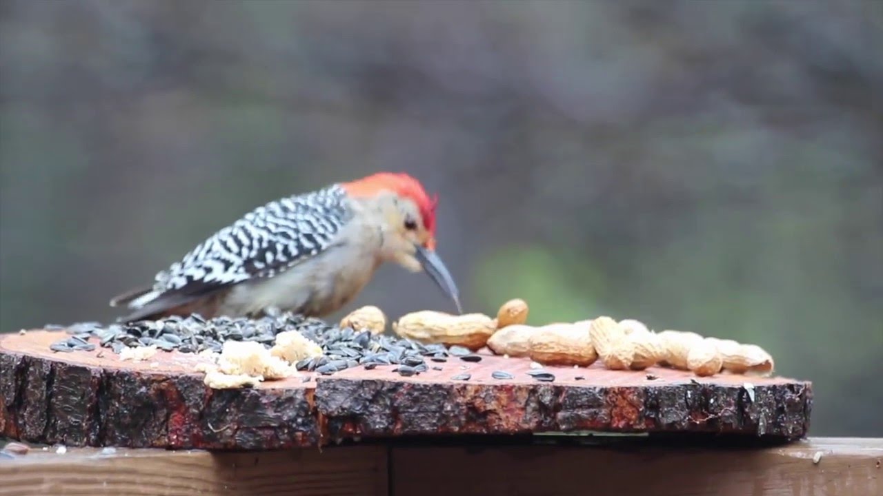 imovie for chromebook Birds are picky eaters