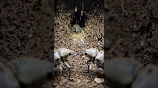 Weevil POV: Inside a Hidden Underground Colony 🐞 | Real Micro Camera Footage part 2 #Shorts