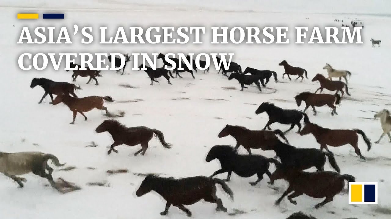 World’s secondlargest horse farm experiences heavy snowfall YouTube
