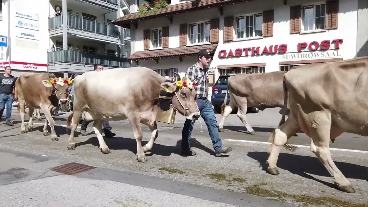 Viehschau Muotathal 21  Sept  2023