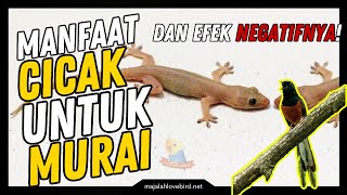 Manfaat CICAK Untuk Burung MURAI BATU dan Efek Negatifnya!