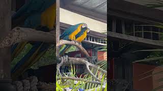Lovely Parrots #gatorland #parrots