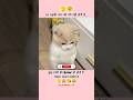 Har ladki Papa ki pari nahi hoti..#funny #cute #cats #shorts #shortvideo #shortsfeed #viral #jokes