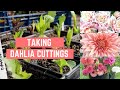 TAKING DAHLIA CUTTINGS | PROPAGATING DAHLIAS | GROWING & MULTIPLYING DAHLIAS | FLOWER FARMING