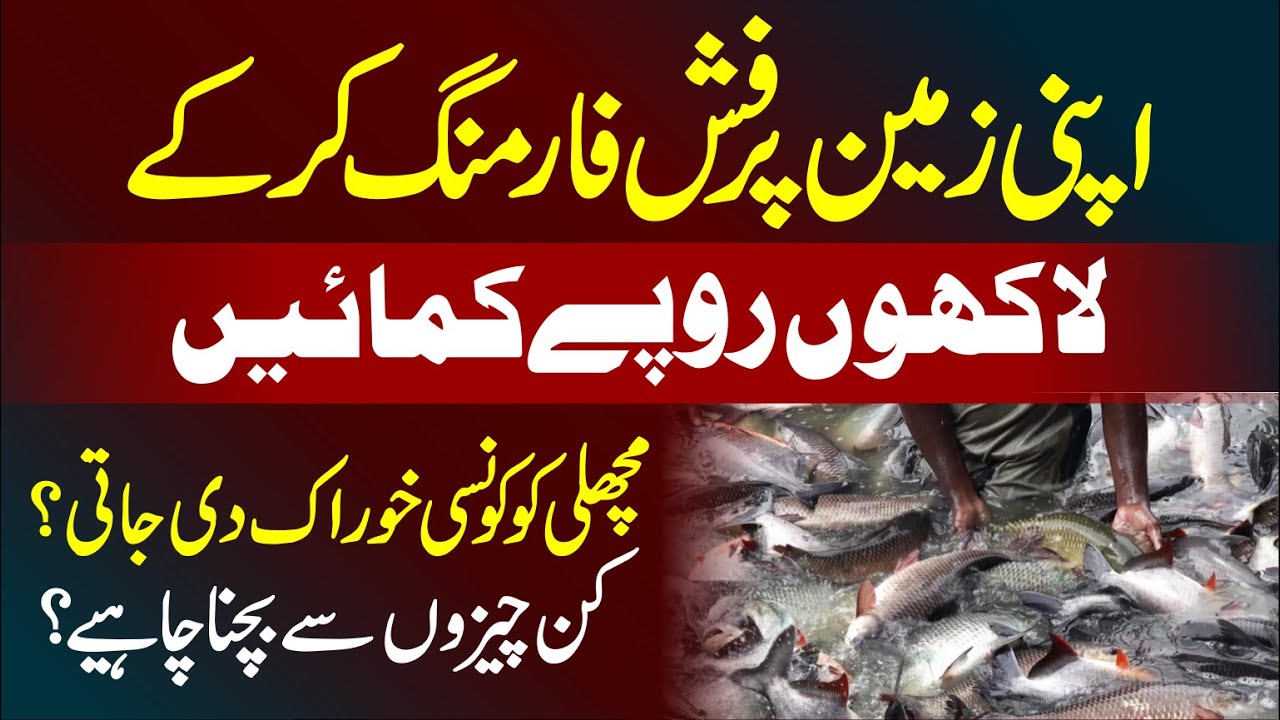 How To Strat  Fish Farming Business  in Pakistan - Fish Farming Me Kitna Profit Hai?