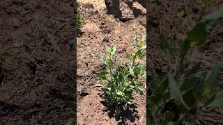 We planted a new low water garden of native plants BirdstoryNursery