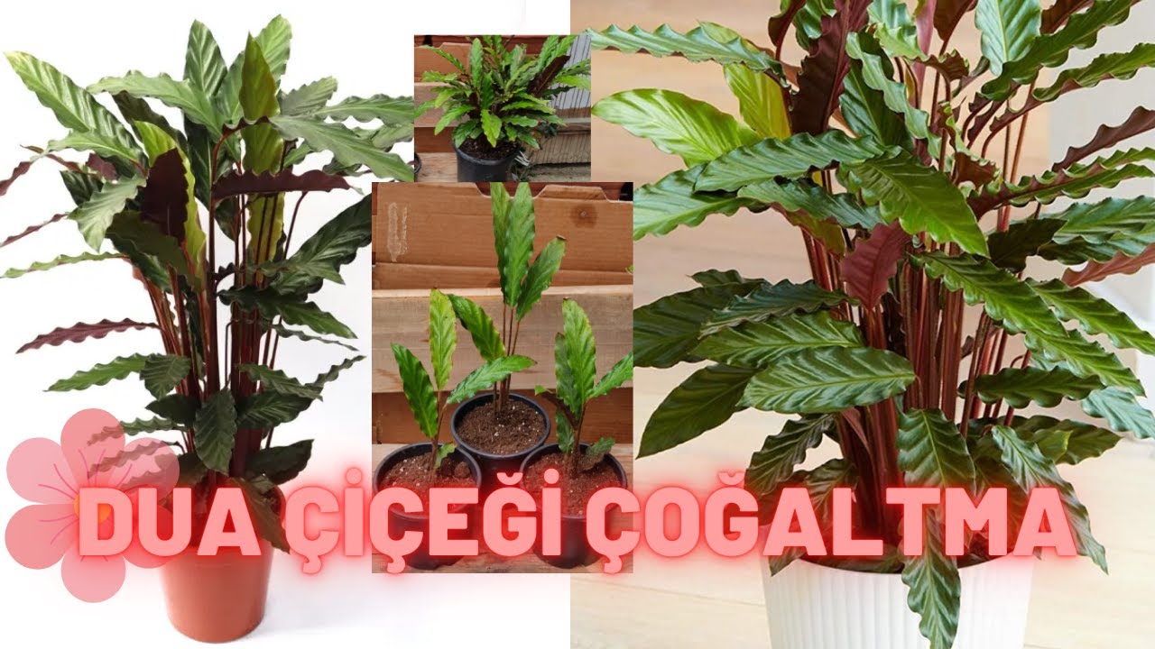 DUA ÇİÇEĞİ ÇOĞALTMA  #duaçiçeği