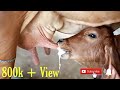 Gir cows milking | Indian gir cow