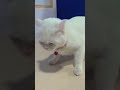 My kitty is afraid of the big cat #kitten #cute #animalbehavior #pet
