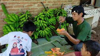 Mulyadigana PANEN PISANG RAJA sereh