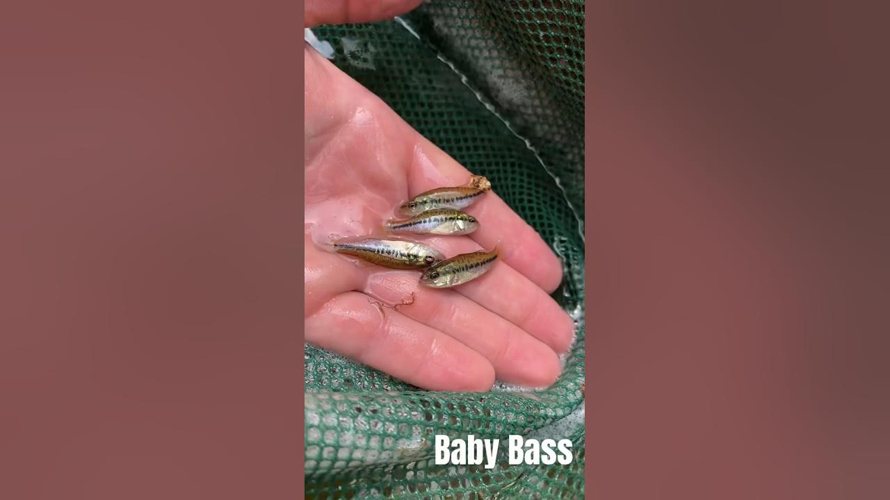 Baby Largemouth Bass!! #largemouthbass #babybass #fish #freshwaterfish  #outdoors #shorts 