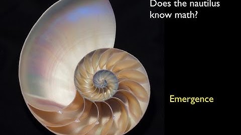 Emergent rhythms in time and space: the science and art of pattern formation