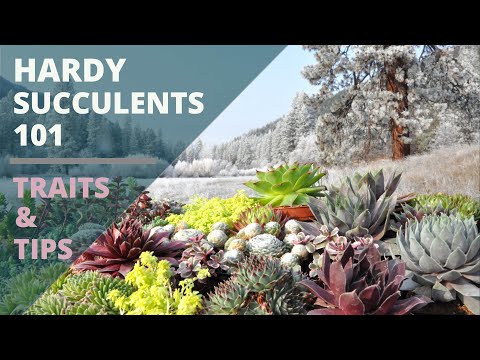 วีดีโอ: การปลูก Succulents ในโซน 8 - การเลือก Succulents ที่ทนทานสำหรับโซน 8