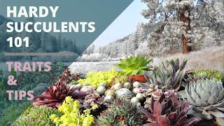Cold Hardy  6\u201d pot Sempervivum Jungle  Shadows with offsets  Succulent Plant 6\u201d pot