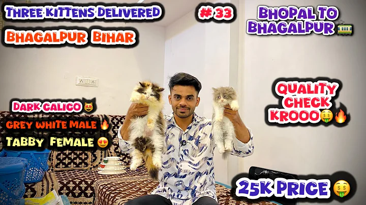 Video 10942271: persian cat lover's kittens, quality persian cat kitten