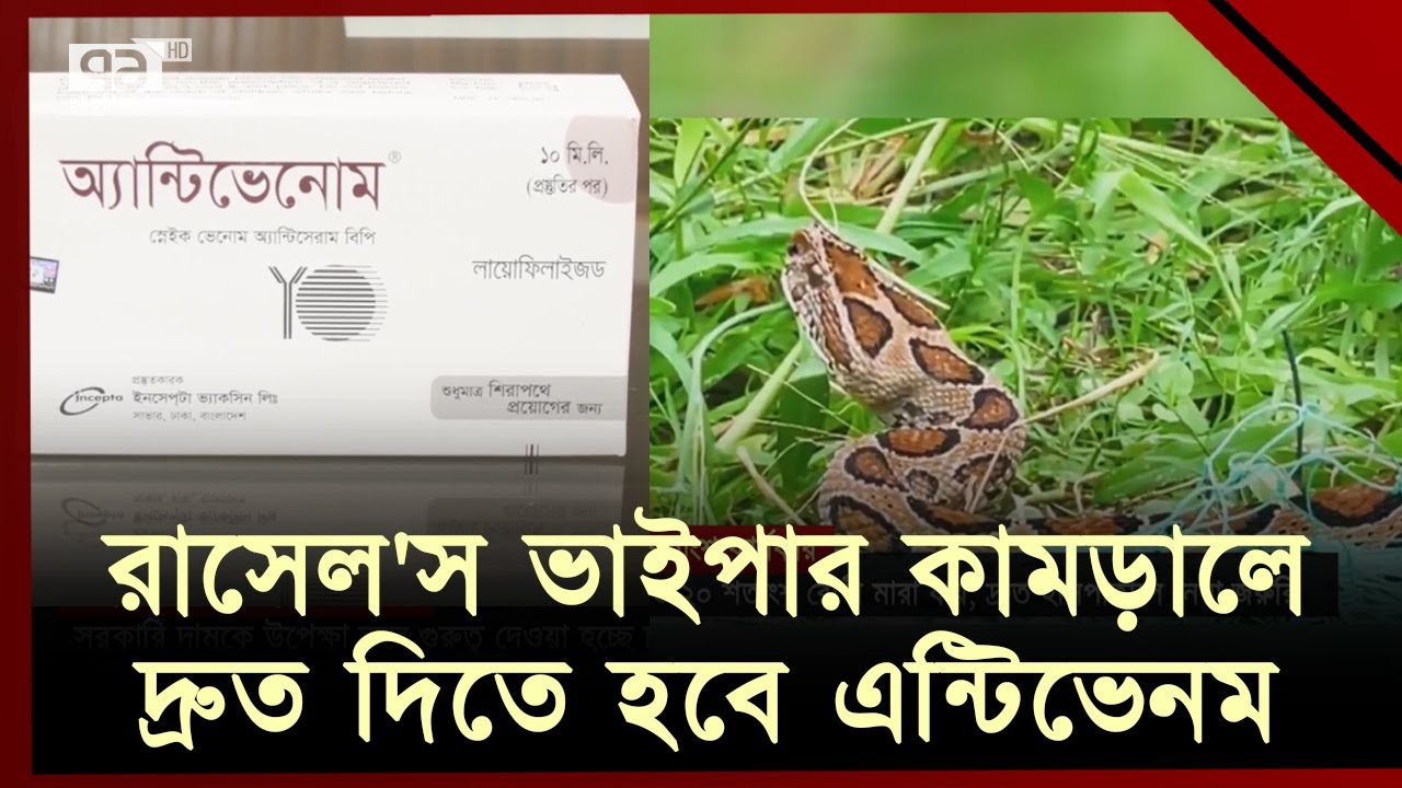 রাসেল'স ভাইপারের কামড়ে এন্টিভেনমের কার্যকারিতা ৮০ শতাংশ | Anti Venom | Ekattor TV