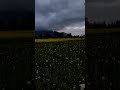 tare bin ❣️❣️#trending #viral #youtubeshorts #subscribe #viralvideo #nature #shorts #short