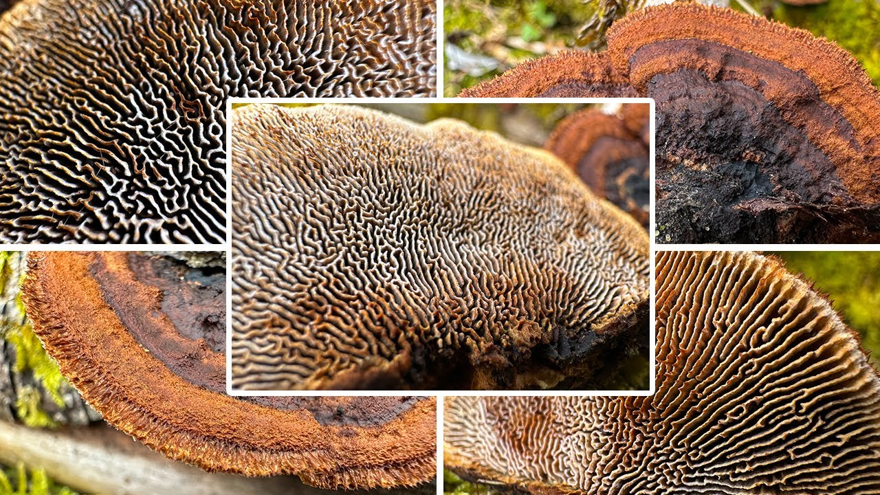 Tannenblättling Verwechslung & Portrait | Gloeophyllum abietinum