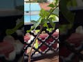 Garden tips and tricks