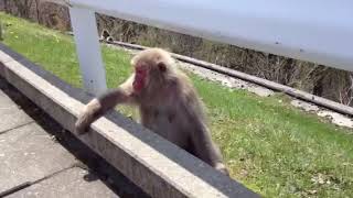 日光に現れた猿に急接近‼