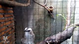 Download Lagu Trucukan SAPROL (persiapan breeding)