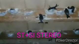 Download Lagu ST+SI STEREO BIRAHI (Link download di deskribsi) MP3