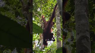 DOMINAN MALE HIDING INTO THE BUSHES | sopy zayus #shorts