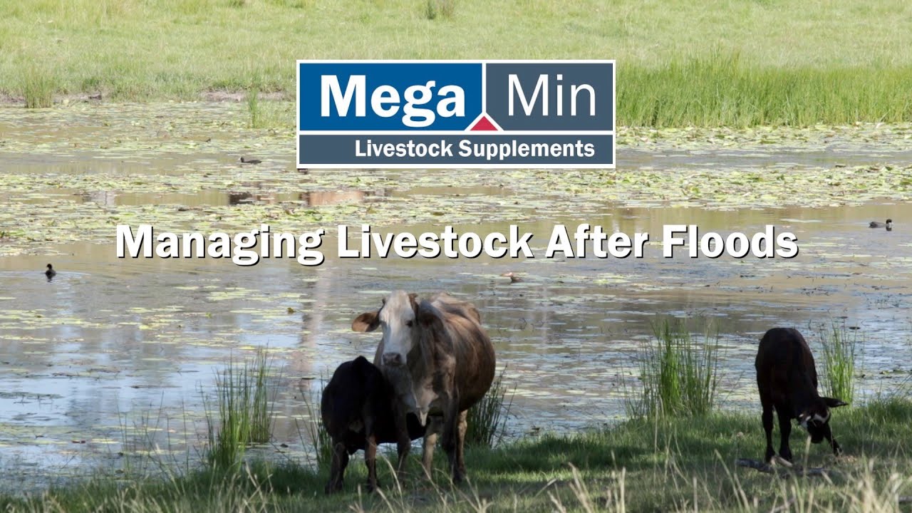 Managing Livestock After Floods